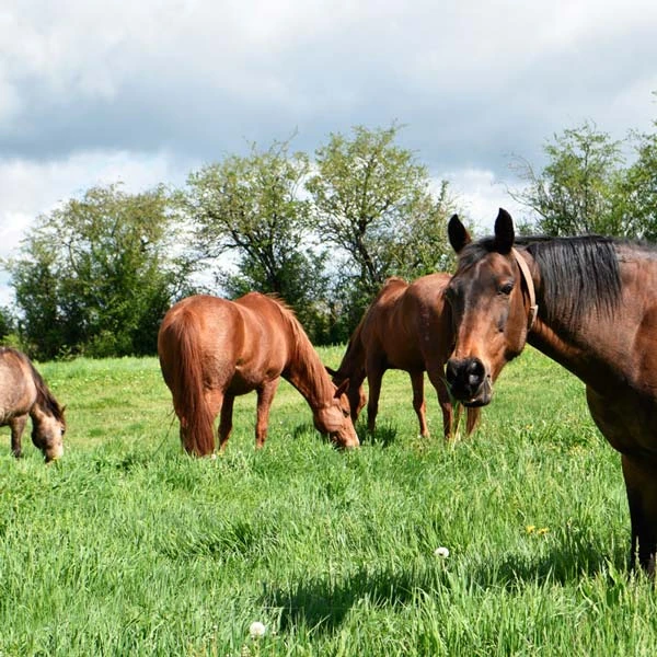 Pension pour chevaux à Saint-Ilpize, Haute-Loire